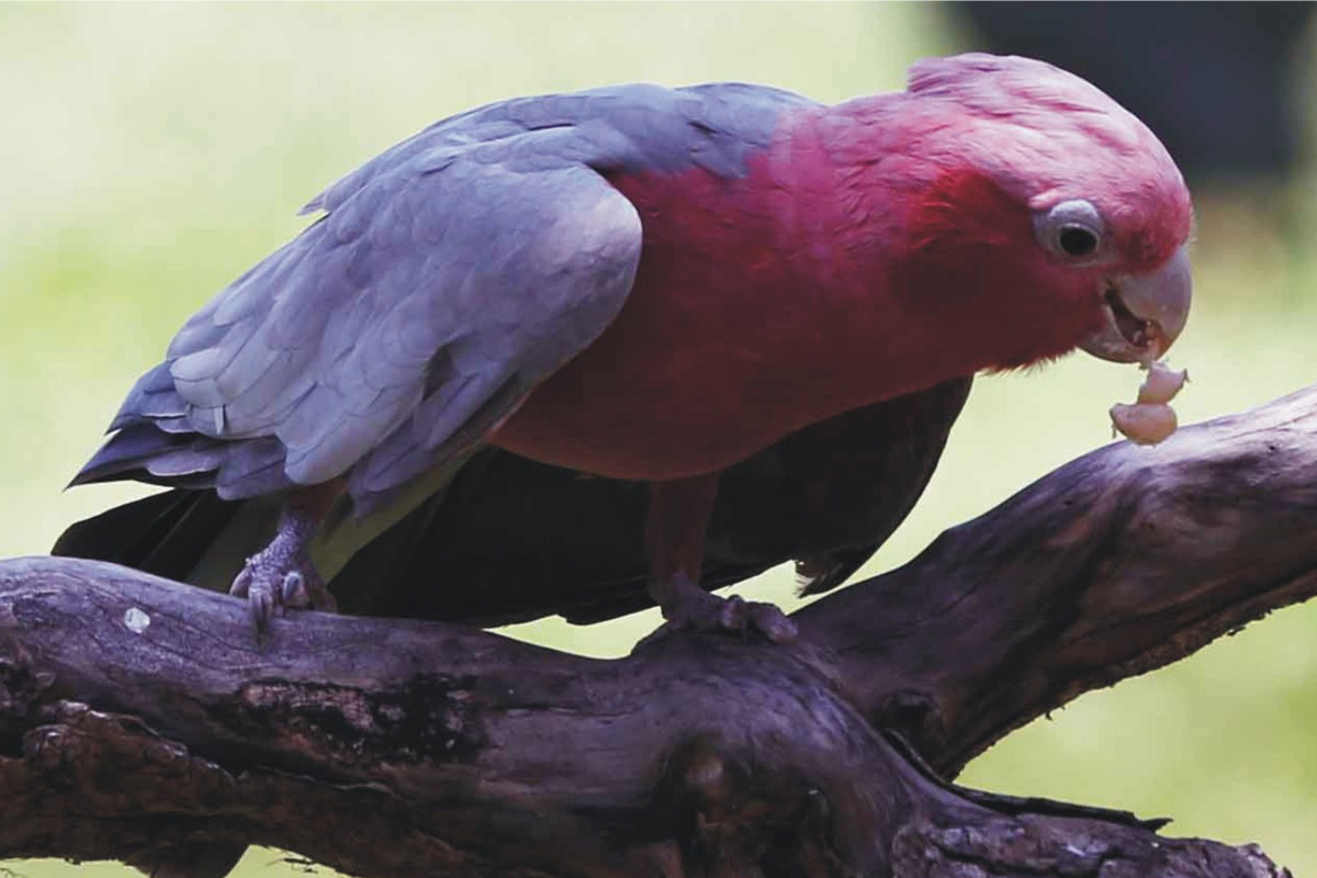 A lush two-hectare sanctuary to around 1000 birds of 250 species
from Indonesia, South Africa and So