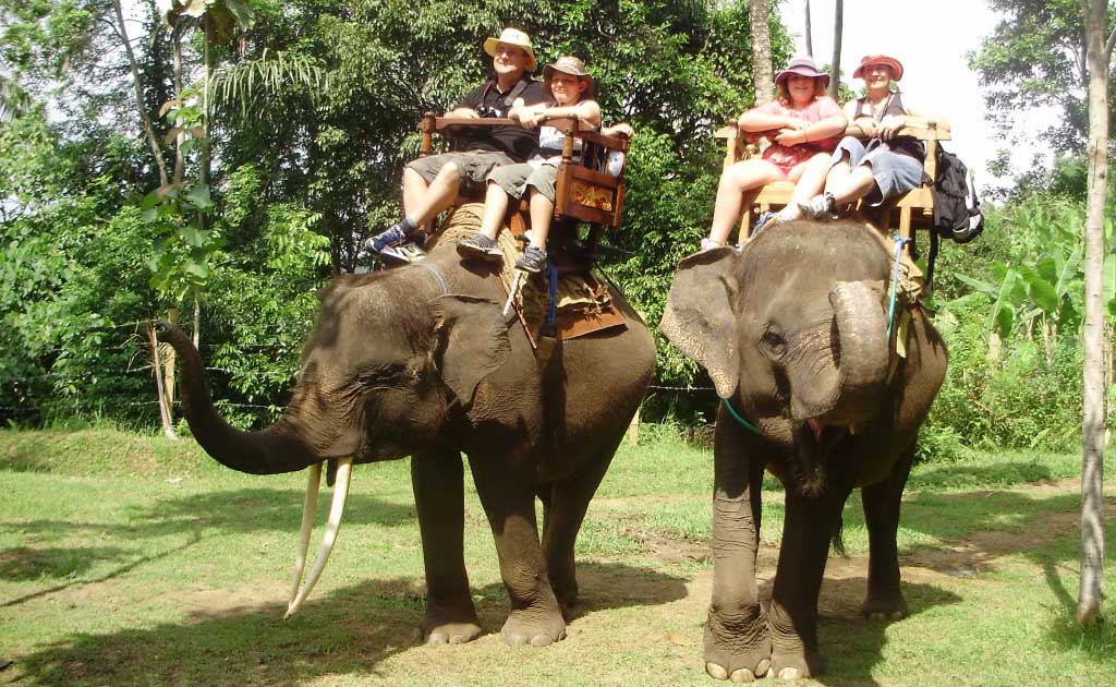 Offering a variety of Sumatran elephant rides that range in
length from 15 minutes to one hour, the 