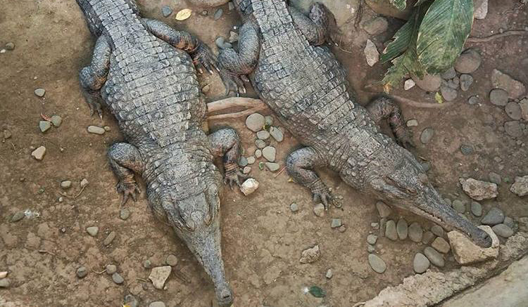 Directly adjacent to the Bali Bird Park and admittance granted
with the same ticket, the Bali Reptil