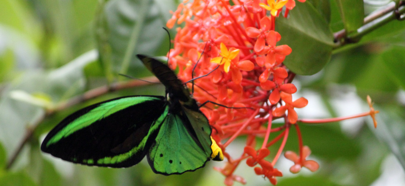 Bali’s renowned butterfly park is an insect and butterfly
conservation facility that is purpor