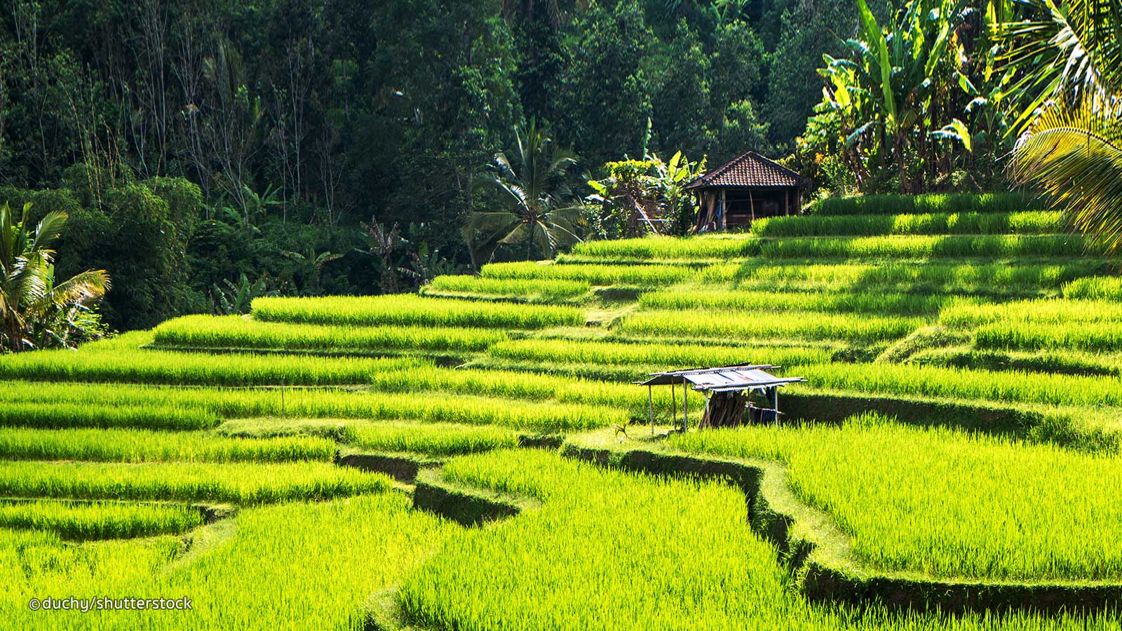 


















TEGALALANG RICE TERRACES ARE MOST
FAMOUS FOR THEIR BEAUTIFUL TERRACED  RICE
