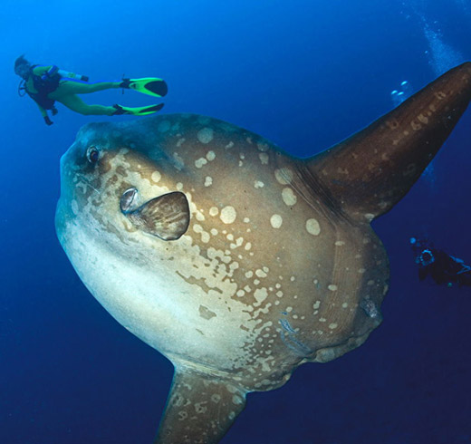 BOOK TWO DAY BEFORE !!!Nusa Penida has such great variety of dive sites for
experienced scuba divers, we think that you will want to return again and
again. Don’t forget the Mola Mola Season run
