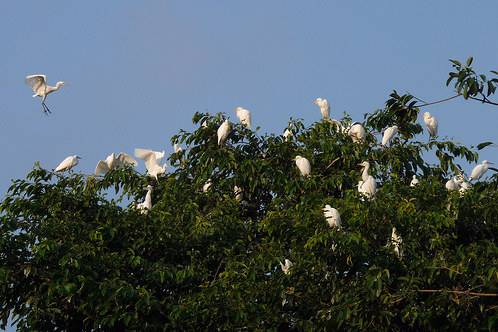 A mile north of Ubud is the small village of
Petulu whose only claim to fame are the flocks of thous