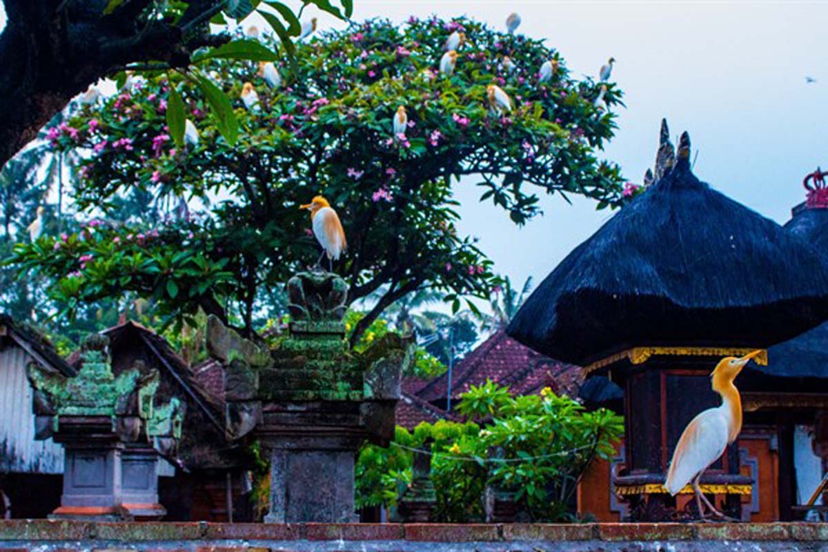 



Spot great flocks of large, white herons (known locally as kokokan)
sailing the sky and roosting