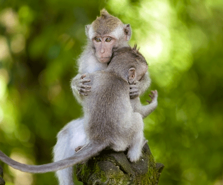 

At the bottom of Ubud’s
famous Monkey Forest Road is a shady sanctuary of ancient trees that